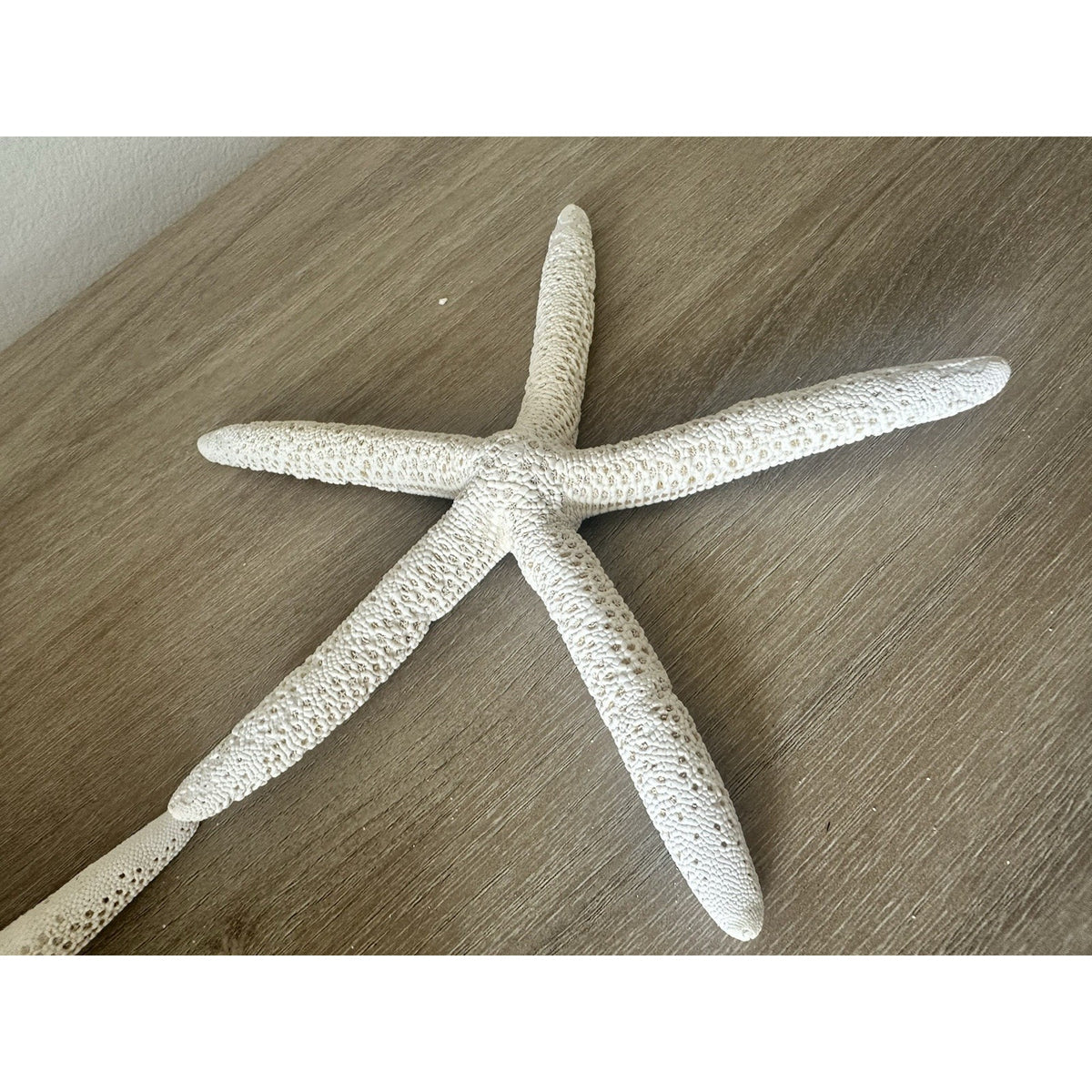 Lot of 5 Natural Starfish Coastal Beach Decor Seashell Craft Wedding