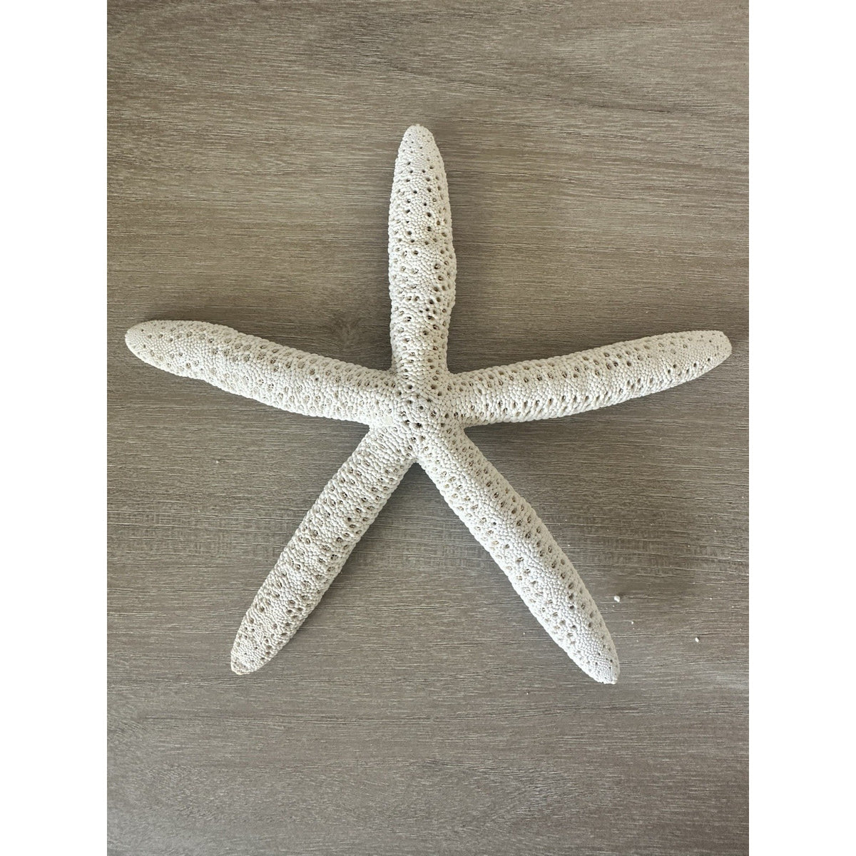 Lot of 5 Natural Starfish Coastal Beach Decor Seashell Craft Wedding